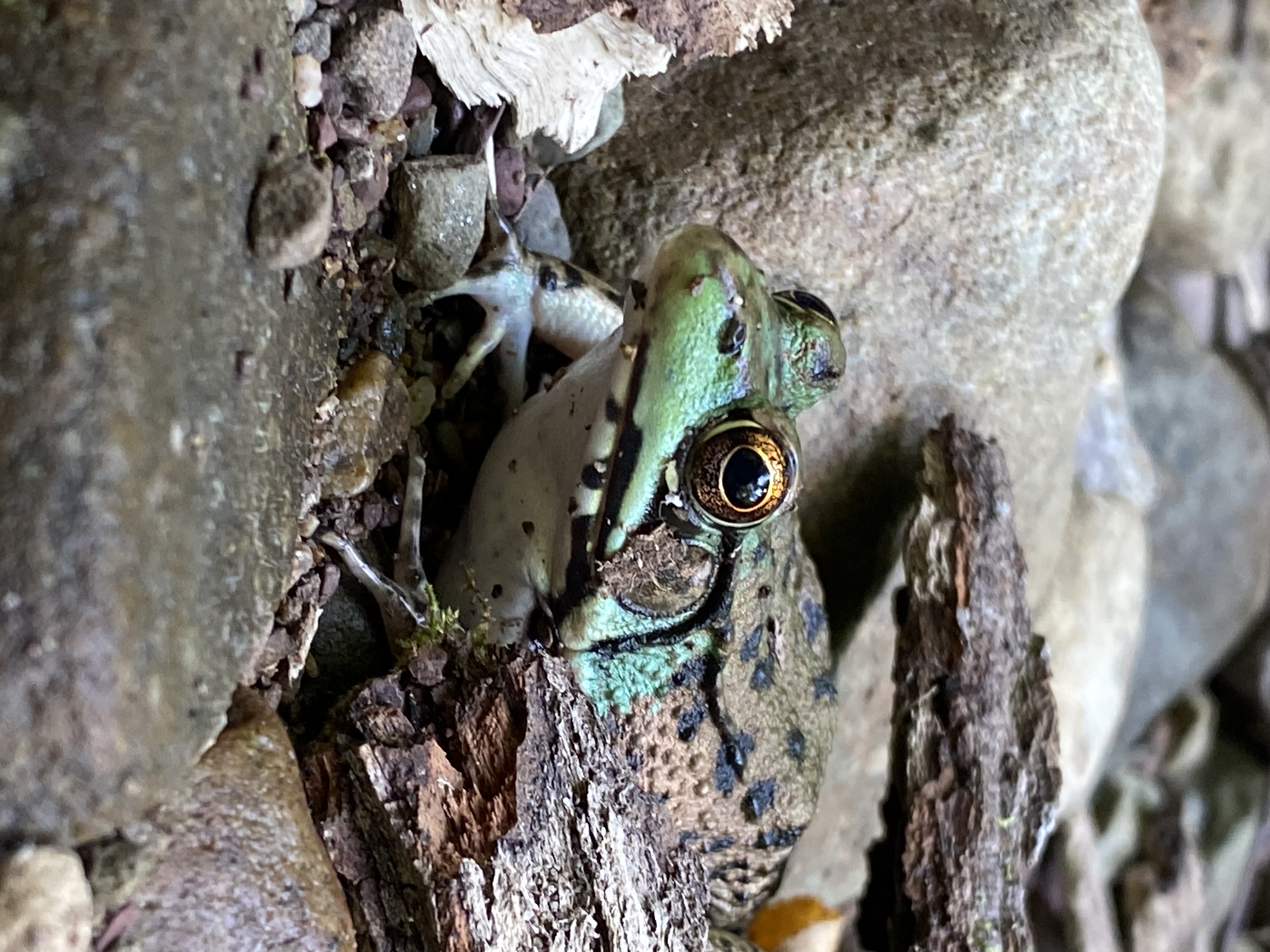 Another frog